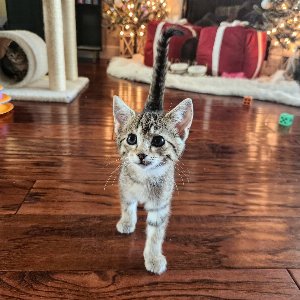 Pet photo