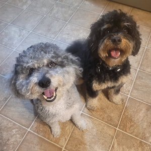 Pet photo