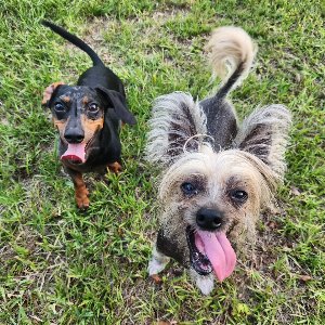 Pet photo