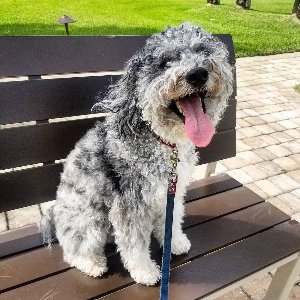 Pet photo