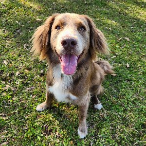 Pet photo
