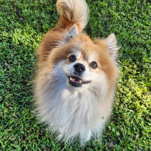 Pet photo