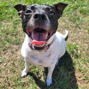 Pet photo