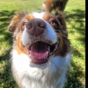 Pet photo