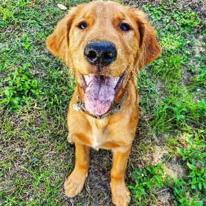 Pet photo