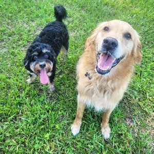 Pet photo