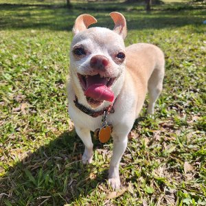 Pet photo