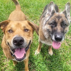 Pet photo