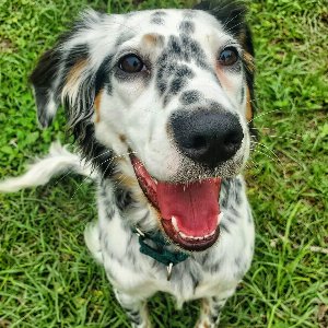 Pet photo