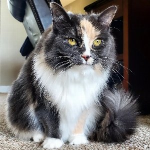 Pet photo