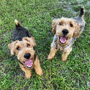 Pet photo