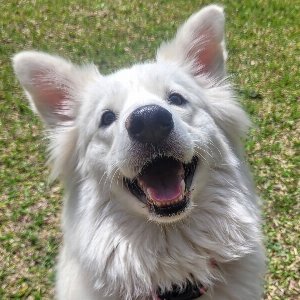 Pet photo