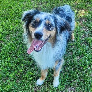 Pet photo