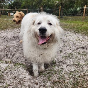Pet photo
