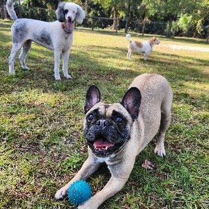 Pet photo
