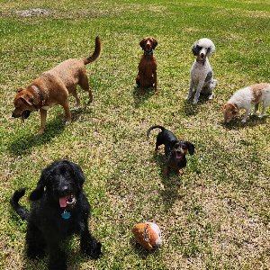 Pet photo