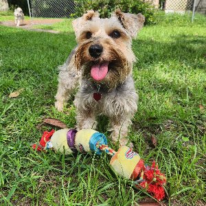 Pet photo