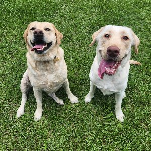 Pet photo