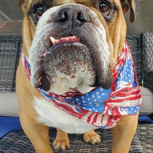 Pet photo