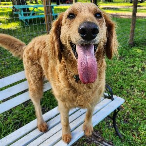 Pet photo