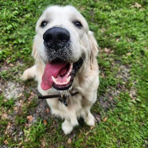 Pet photo