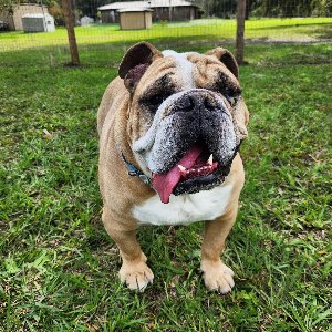 Pet photo
