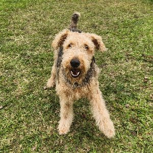 Pet photo