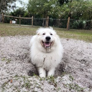 Pet photo