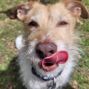 Pet photo