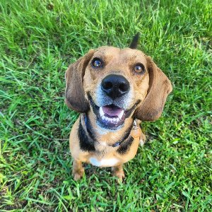 Pet photo