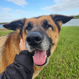 Pet photo