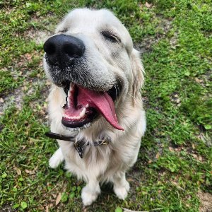 Pet photo