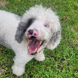 Pet photo