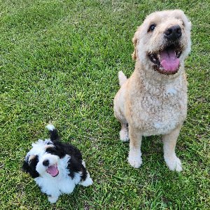 Pet photo