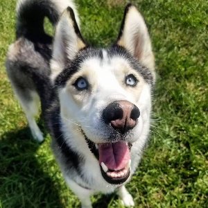 Pet photo