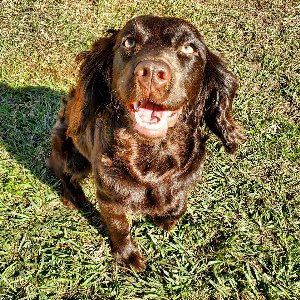 Pet photo