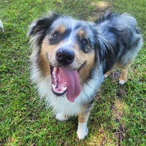 Pet photo