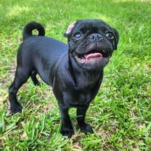 Pet photo
