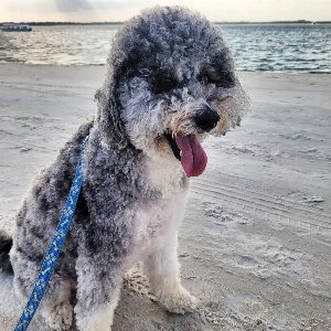 Pet photo