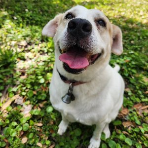 Pet photo