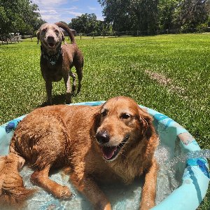 Pet photo