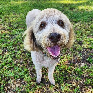 Pet photo