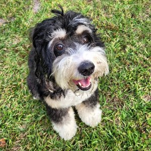 Pet photo
