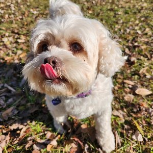 Pet photo