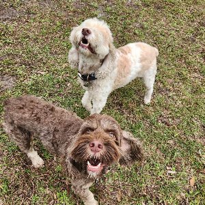 Pet photo