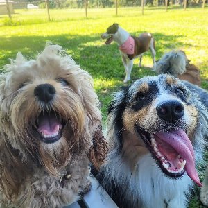 Pet photo