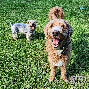 Pet photo