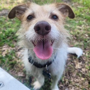 Pet photo