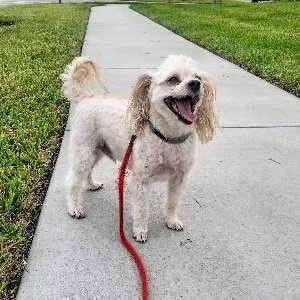 Pet photo