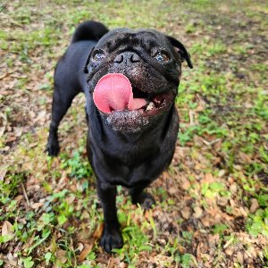 Pet photo